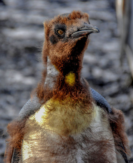 Close-up of king penguin on field