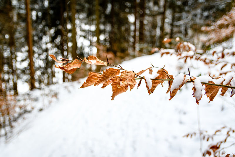Close-up of dried leaves on snow covered tree