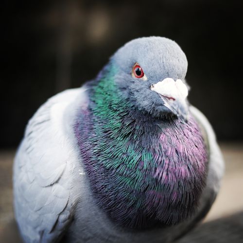 Close-up of birds