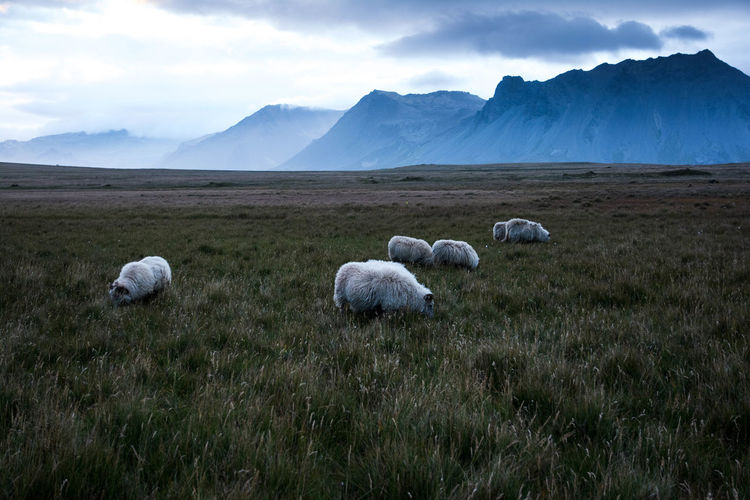 Sheep grazing on field against mountains