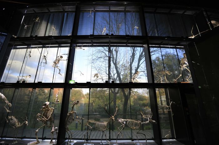 Low angle view of animal skeletons against glass window at museum