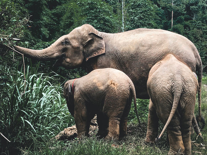 Sweet baby elephants with mom