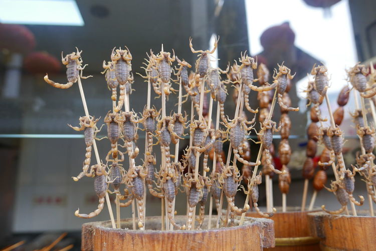 Close-up of scorpions
