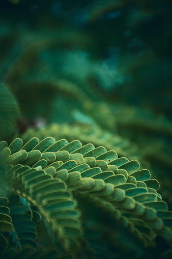 Full frame shot of spiral leaf