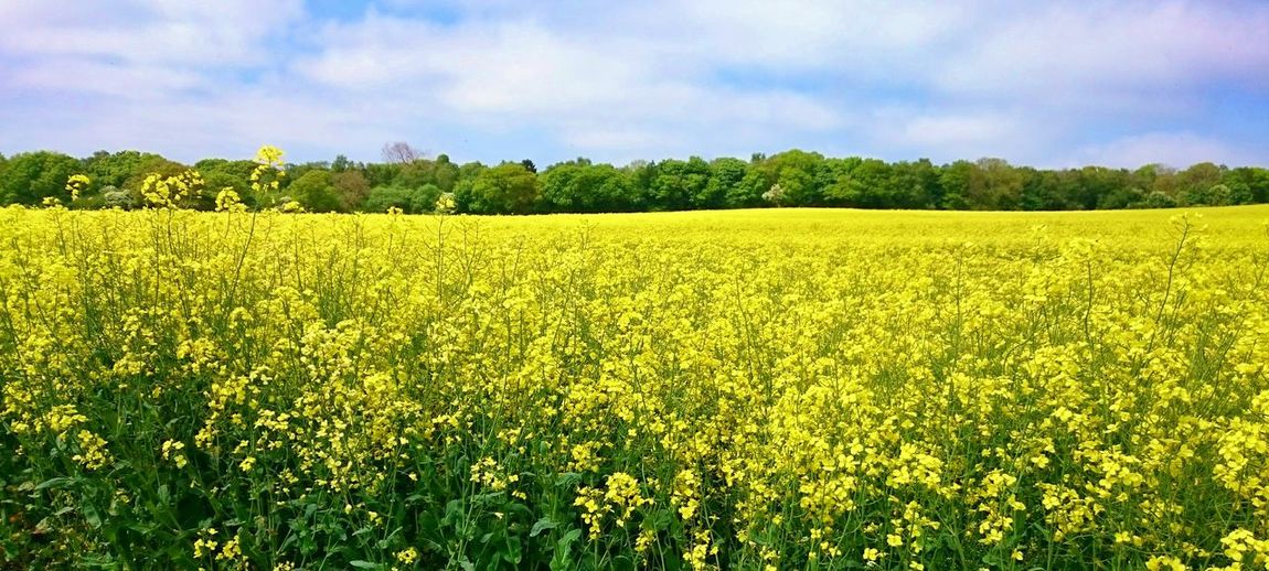 Scenic view of oilseed rape field against sky