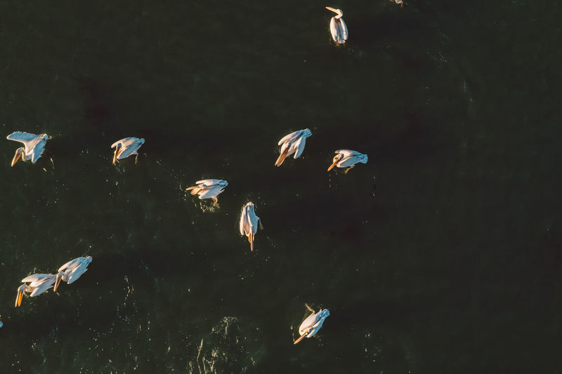 High angle view of pelicans  swimming in lake