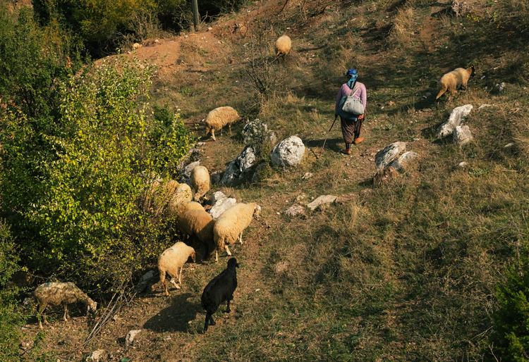 High angle view of a shepherd 
