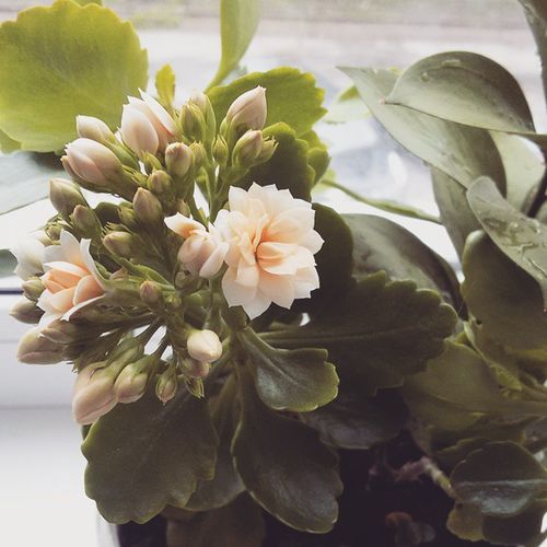 Close-up of flowers
