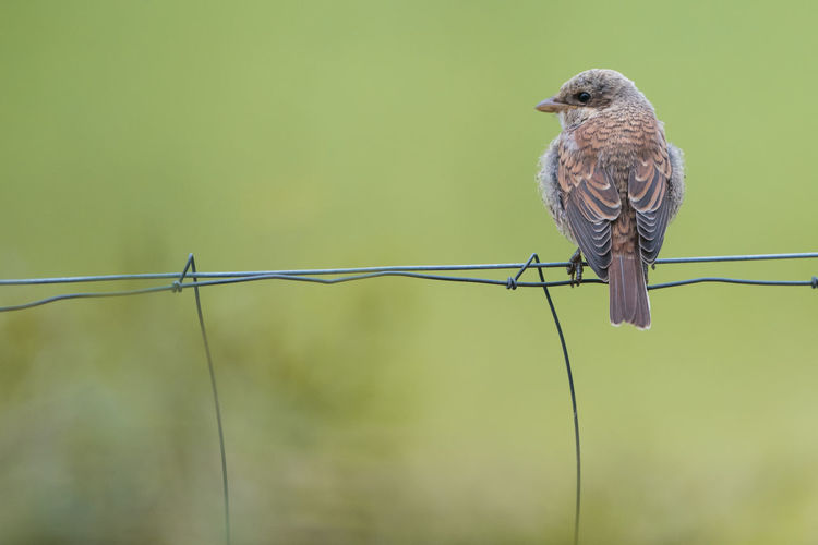 Close-up of bird perching on cable