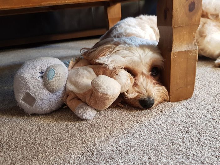 Bored dog under the table with his favourite toy