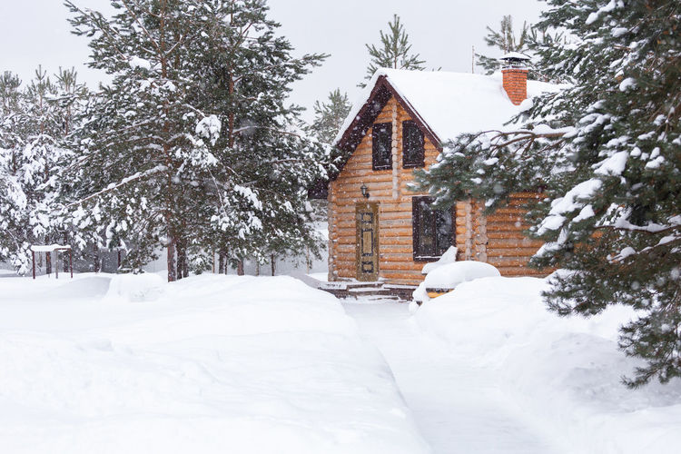 Rustic log house, snow-covered pine trees. beautiful winter landscape. new year, christmas. 