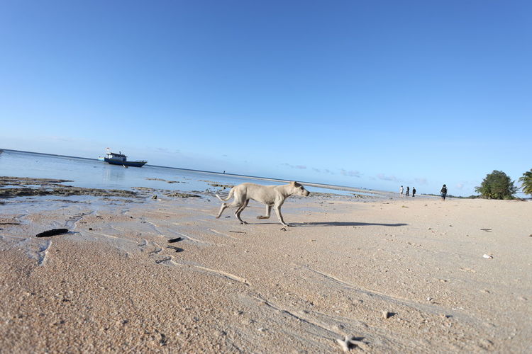 View of dogs on beach against clear sky