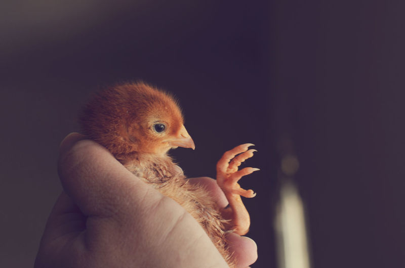 Cropped image of hand holding baby chicken