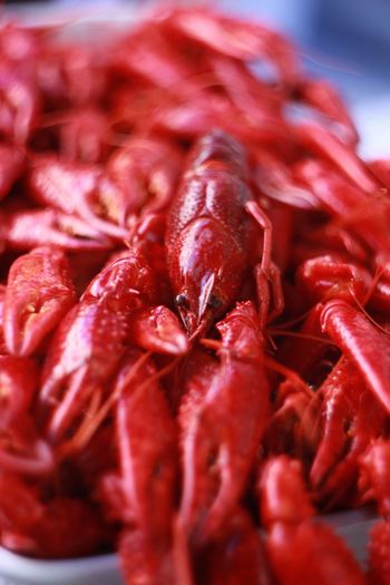 Close-up of red chili peppers