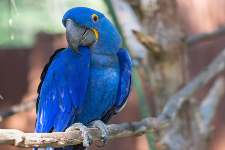 Close-up of blue macaw perching on branch