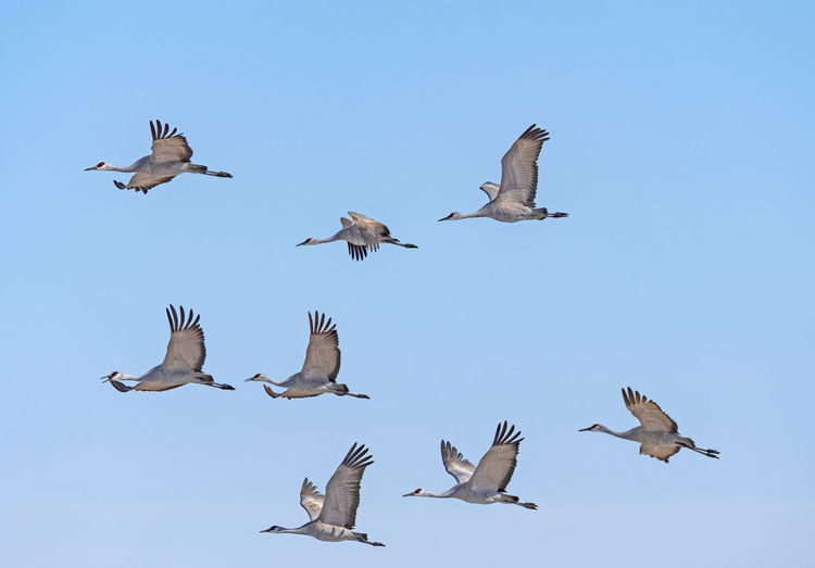 Flight of sandhill cranes on migration near the platte river in kearney, nebraska