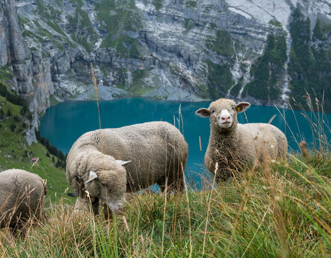 Sheep by lake on grass