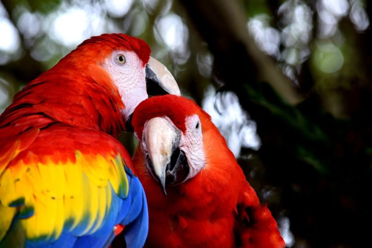 Close-up of parrot