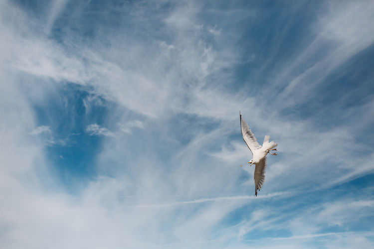 Low angle view of seagull flying against cloudy sky