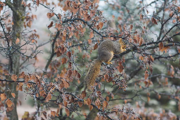 View of a squirrel in a tree