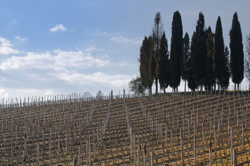 Vineyard by cypress trees against cloudy sky