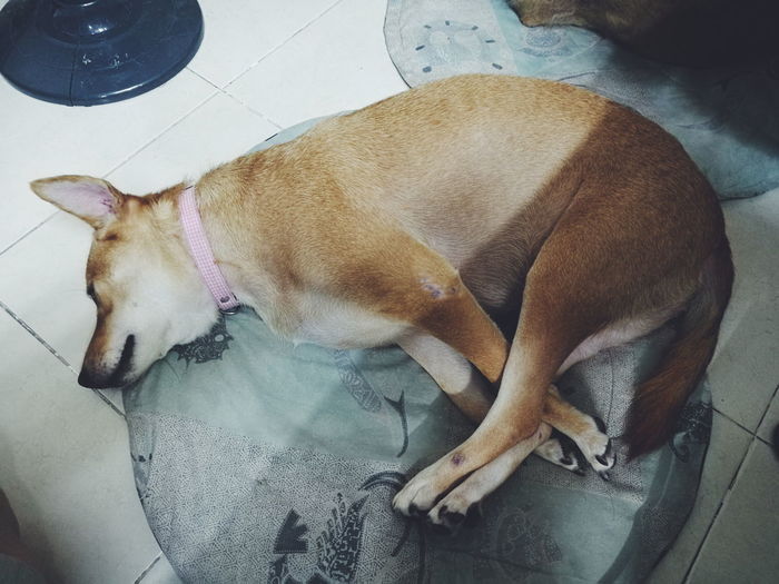High angle view of dog relaxing on floor