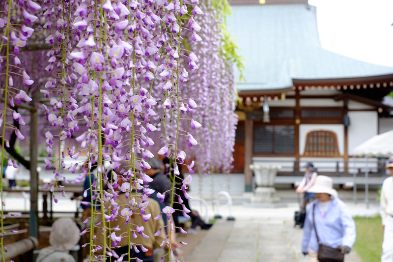 Purple wisteria flowers blooming on tree outside temple
