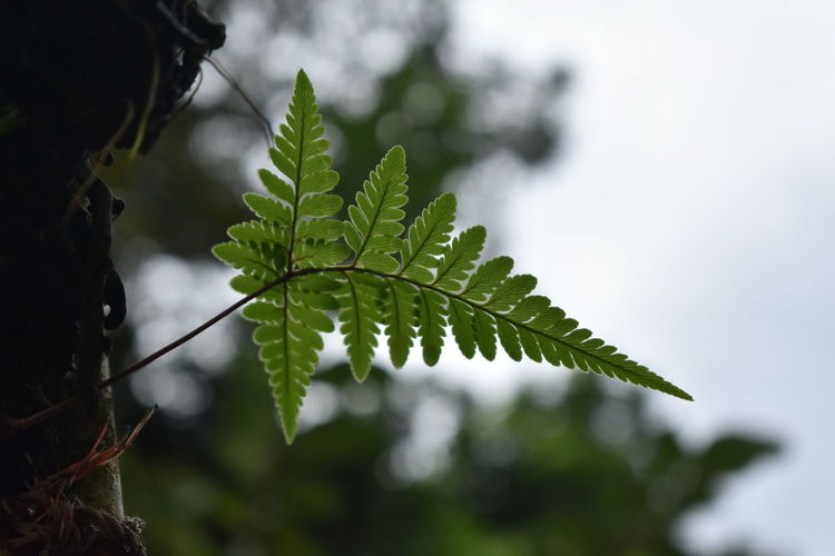 A shot of fern leaf during cloudy day. shot with nikon d3400. 
