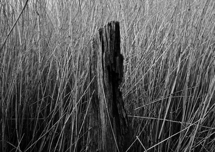 Full frame shot of dry grass on field