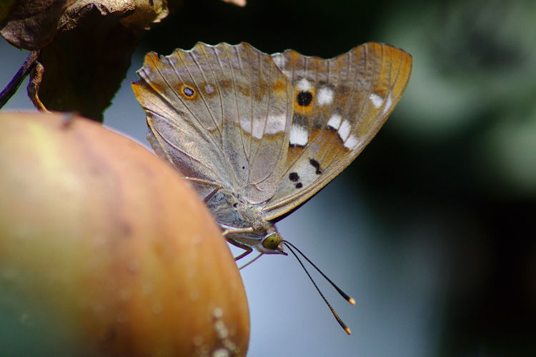Close-up of butterfly on a apple 