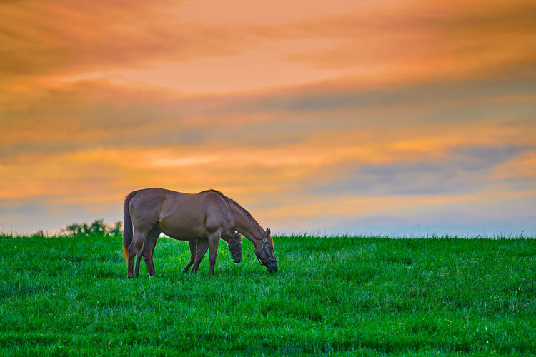 Mare and foal grazing on fresh green grass at sunset.