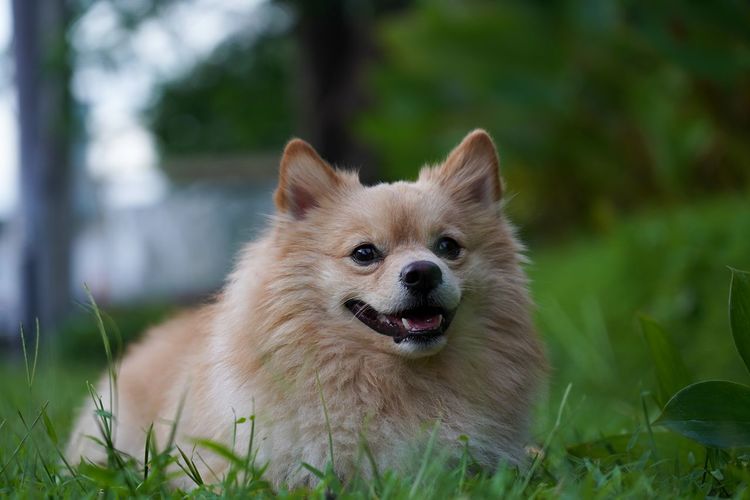 The dog crouched on the grass with a light in the background.
