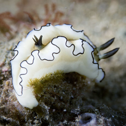 Close-up of sea slug