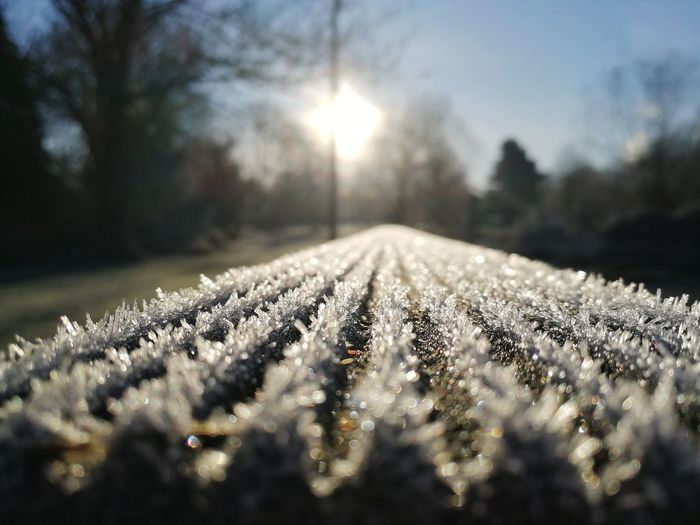 Close-up of frozen plants on sunny day
