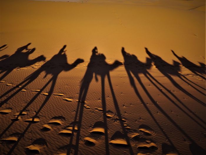 Shadow of people sitting on camels in desert during sunset