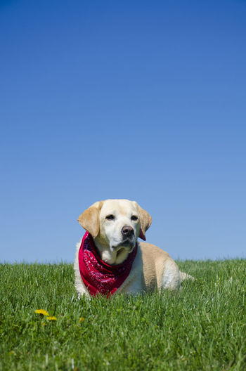 Labrador retriever relaxing on grassy field