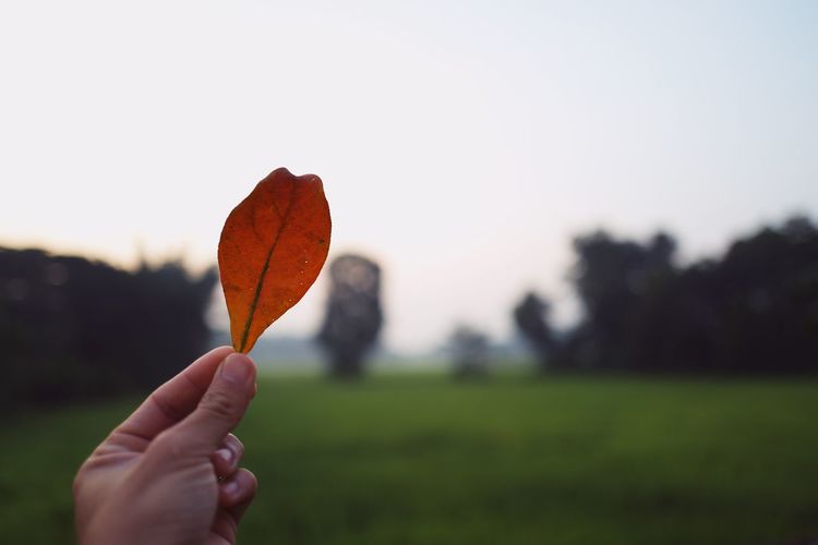 Person holding autumn leaf against sky