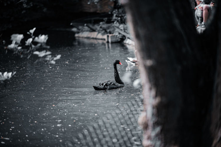 View of black swan swimming in lake