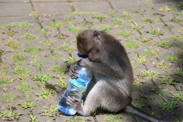 View of monkey with water bottle