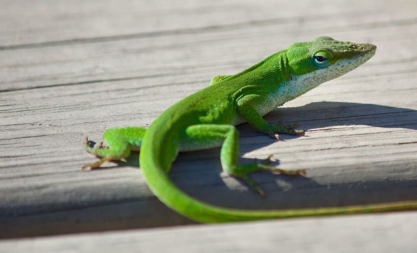 Green lizard on wood