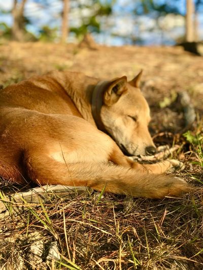 Cat sleeping on grass