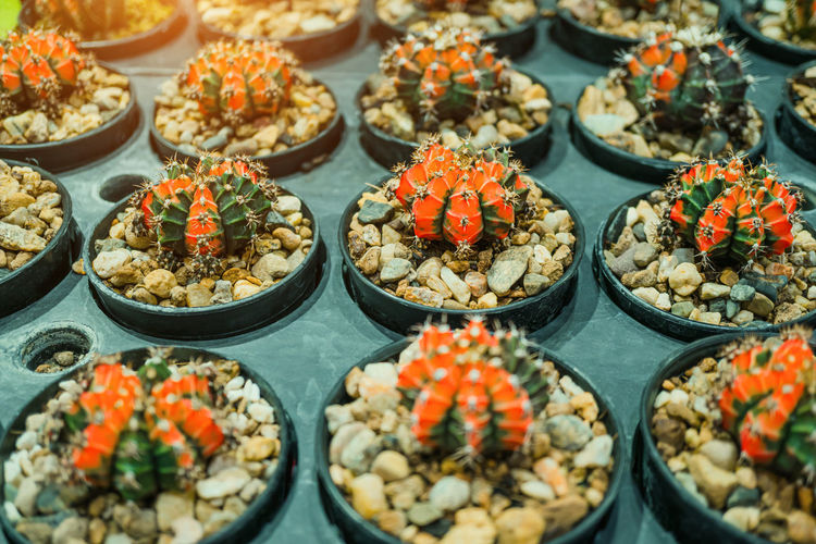 The tiny red and green cactus in a black pot on a green background is a beautiful cactus plant