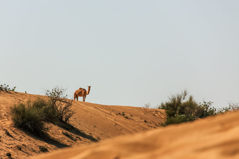 Dromedary in the great arabian desert, dubai.