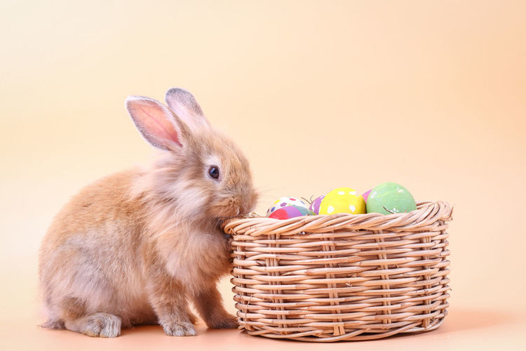Close-up of rabbit in basket against white background