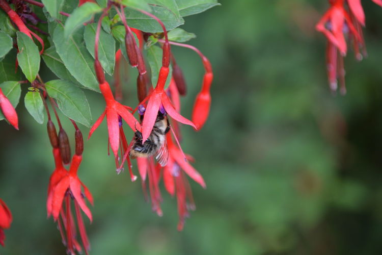 Bumblebee on fuchsias blooming in park