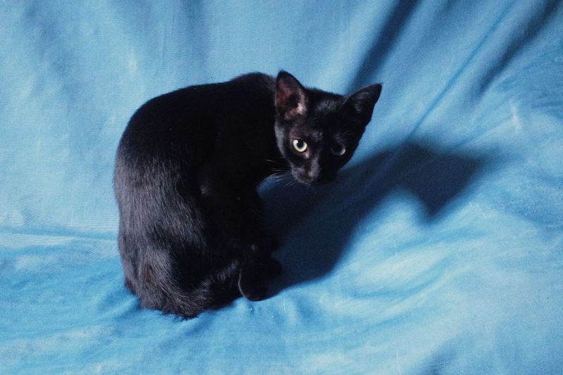 Close-up of black cat against blue wall