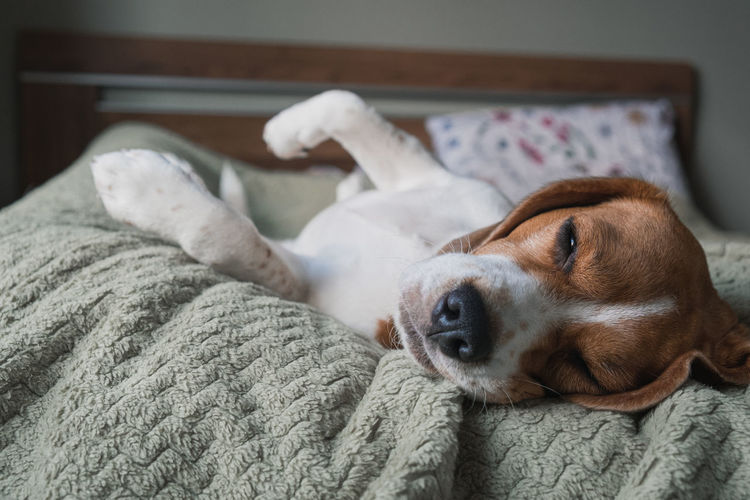 Beagle dog lying on a pillow, sleeping, sad, funny face, big ears.