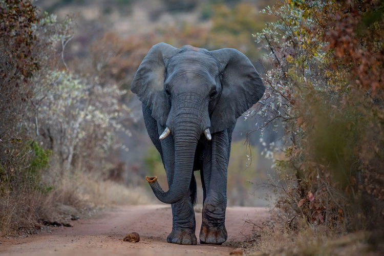 View of elephant in national park
