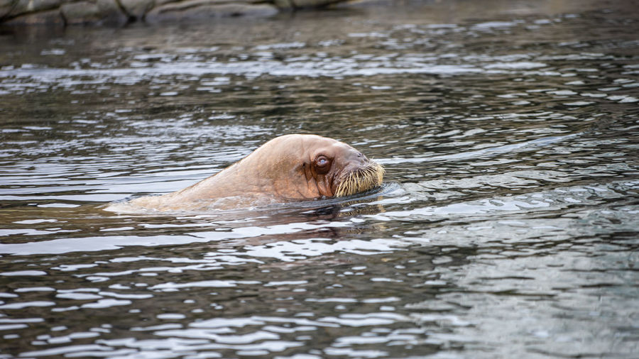 Portrait of seal swimming in lake