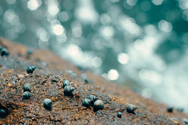 Close-up of water on rock with snails